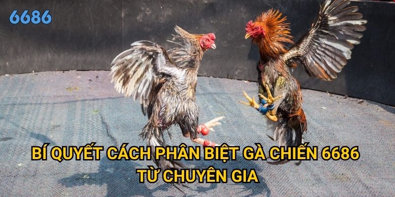 Làm thế nào để cách phân biệt gà chiến hay một cách chính xác tại 6686? 2 Bí quyết cách phân biệt gà chiến 6686 từ chuyên gia