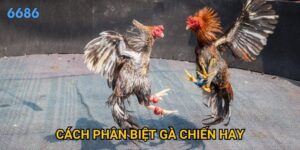 Làm thế nào để cách phân biệt gà chiến hay một cách chính xác tại 6686?