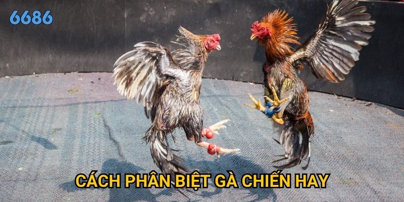 Làm thế nào để cách phân biệt gà chiến hay một cách chính xác tại 6686?