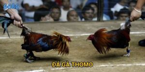 Tại sao đá gà thomo lại được coi là đỉnh cao nghệ thuật tại 6686?