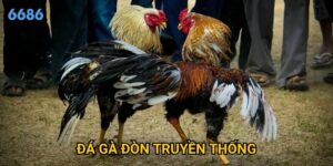 Vì sao đá gà đòn truyền thống vẫn được ưa chuộng tại 6686?