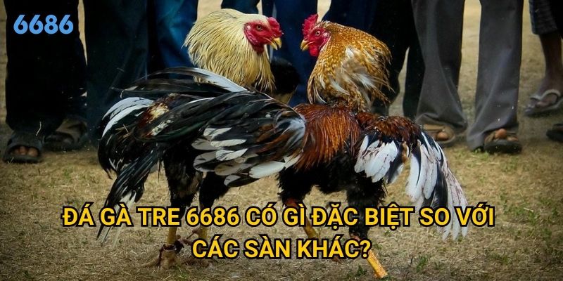 Tại sao đá gà tre tại 6686 lại thu hút đông đảo người chơi? 2 Đá gà tre 6686 có gì đặc biệt so với các sàn khác?