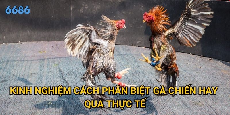 Làm thế nào để cách phân biệt gà chiến hay một cách chính xác tại 6686? 3 Kinh nghiệm cách phân biệt gà chiến hay qua thực tế
