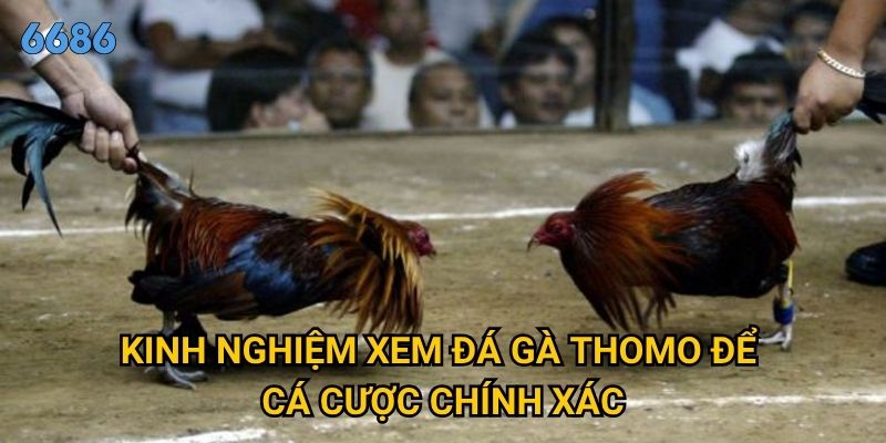 Tại sao đá gà thomo lại được coi là đỉnh cao nghệ thuật tại 6686? 3 Kinh nghiệm xem đá gà thomo để cá cược chính xác