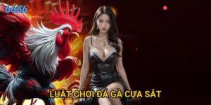 Luật chơi đá gà cựa sắt có gì khác biệt so với đá gà thường tại 6686?