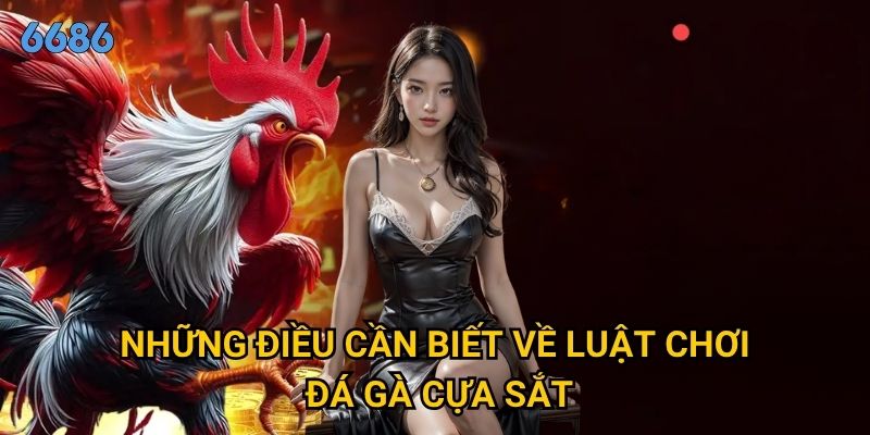Luật chơi đá gà cựa sắt có gì khác biệt so với đá gà thường tại 6686? 3 Những điều cần biết về luật chơi đá gà cựa sắt